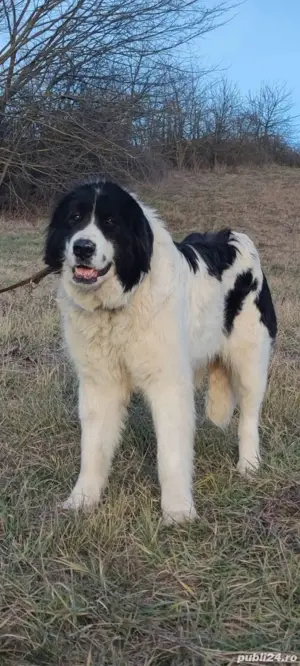 Ciobanesc De Bucovina  - imagine 5