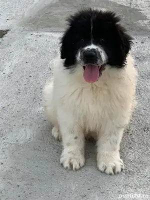 Ciobanesc De Bucovina  - imagine 4