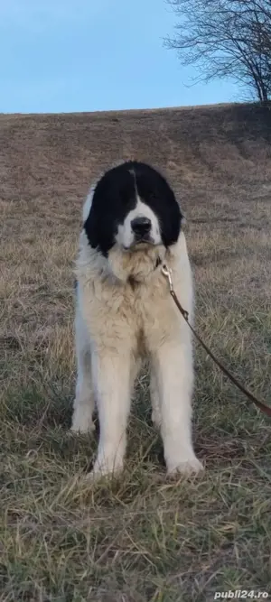 Ciobanesc De Bucovina  - imagine 2
