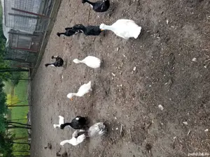 De vanzare rate !!  - imagine 3