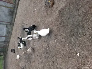 De vanzare rate !!  - imagine 5