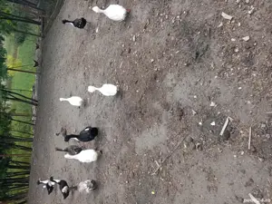 De vanzare rate !!  - imagine 4