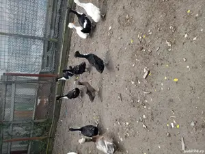 De vanzare rate !!  - imagine 2