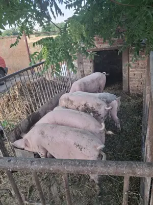 Porci Vanzare 130-180 kg  - imagine 4 Porci Vanzare 130-180 kg  - imagine 4