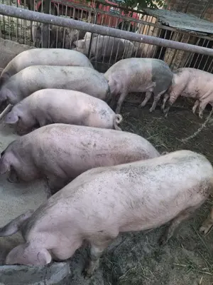 Porci Vanzare 130-180 kg  - imagine 3 Porci Vanzare 130-180 kg  - imagine 3
