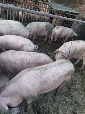Porci Vanzare 130-180 kg  - imagine 2 Porci Vanzare 130-180 kg  - imagine 2