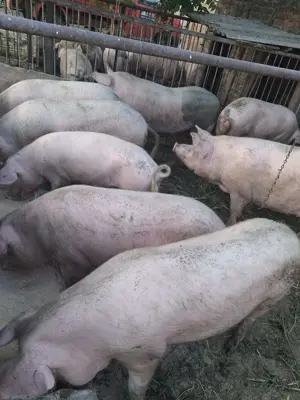 Porci Vanzare 130-180 kg 