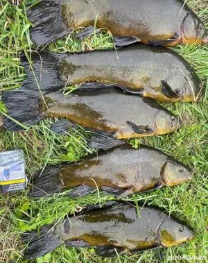 puiet peste LIN - imagine 4