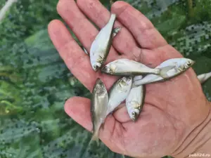 puiet peste pentru populare