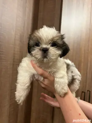 Fetite Shih tzu de vanzare