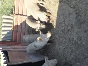 Vand porci 90-100 kg - imagine 3