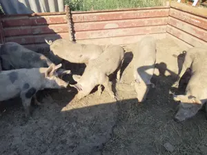 Vand porci 90-100 kg - imagine 2