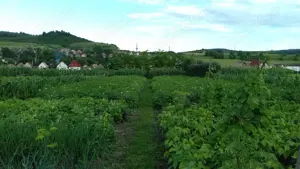 Vand casa 4 camere, Loc. Petelea, la 5,5 km de Reghin, Mures   - imagine 2