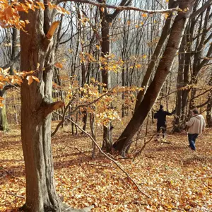 Vand teren comuna Spulber Vrancea