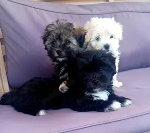 Catei bichon havanezi!