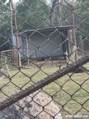 vand o familie strut - imagine 2 vand o familie strut - imagine 2