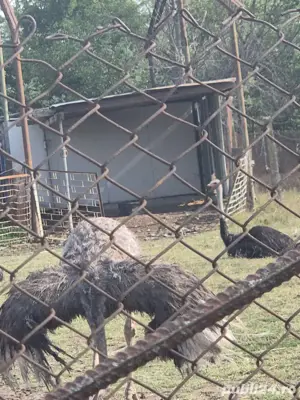 vand o familie strut