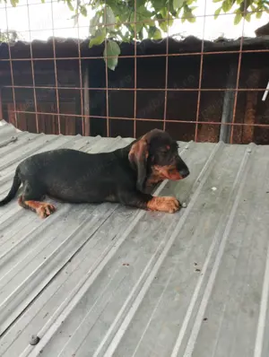 Teckel sarmos standard - imagine 2