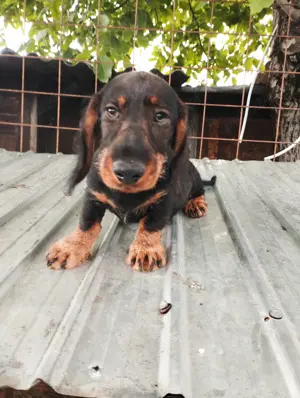 Teckel sarmos standard - imagine 3