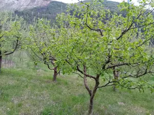 Vând livadă  - imagine 2