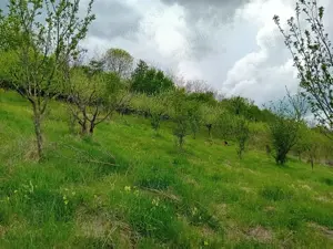 Vând livadă  - imagine 3