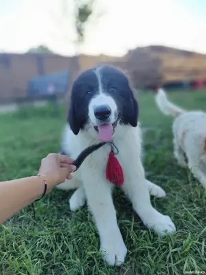 Ciobanesc de Bucovina catei de vanzare - imagine 5