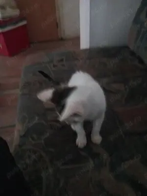 Hrănesc câini, pisici când sunteți plecați în concediu