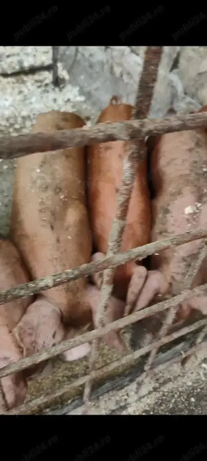 Purceii de vanzare de rasa superioara