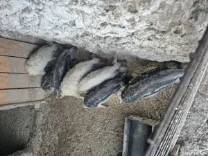 Vand purcei mangalita - imagine 2