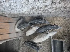 Vand purcei mangalita - imagine 3