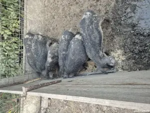 Vand purcei mangalita - imagine 4