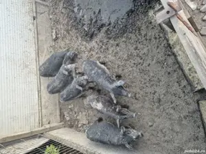 Vand purcei mangalita