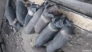 Purcei bazna de vanzare - imagine 4