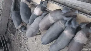 Purcei bazna de vanzare - imagine 5