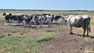 Vand vaci fătate și gestante 