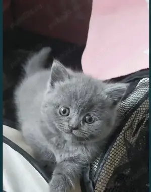 Puiuți Albastru de Rusia disponibili imediat.  Asigur transport contra cost 