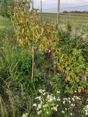 Teren extravilan de vanzare - imagine 4