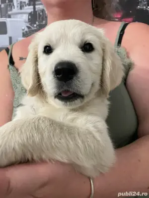 Pui Golden Retriever - imagine 3