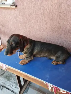 Teckel sarmos standard - imagine 5