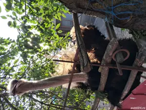 strut de vanzare - imagine 4