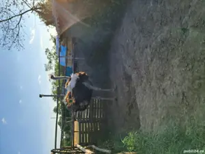 strut de vanzare - imagine 2