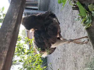 strut de vanzare - imagine 5