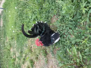 Pitici Chabo Bobat de vânzare !  - imagine 4