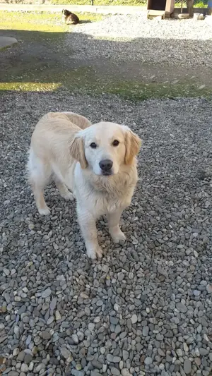 Harley, un câine adorabil !!!... - imagine 3