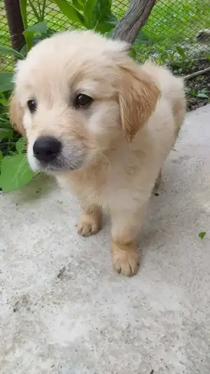 Harley, un câine adorabil !!!... - imagine 2