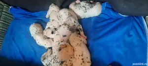 Cateii Dalmatian 
