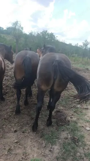 Cai de vânzare  - imagine 3