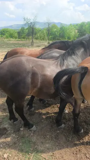 Cai de vânzare  - imagine 5