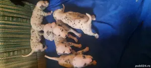 Cateii Dalmatian  - imagine 2 Cateii Dalmatian  - imagine 2