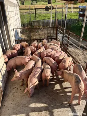 Purcei de vânzare. - imagine 2